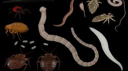 Bąblowica - czynniki ryzyka, diagnostyka i leczenie