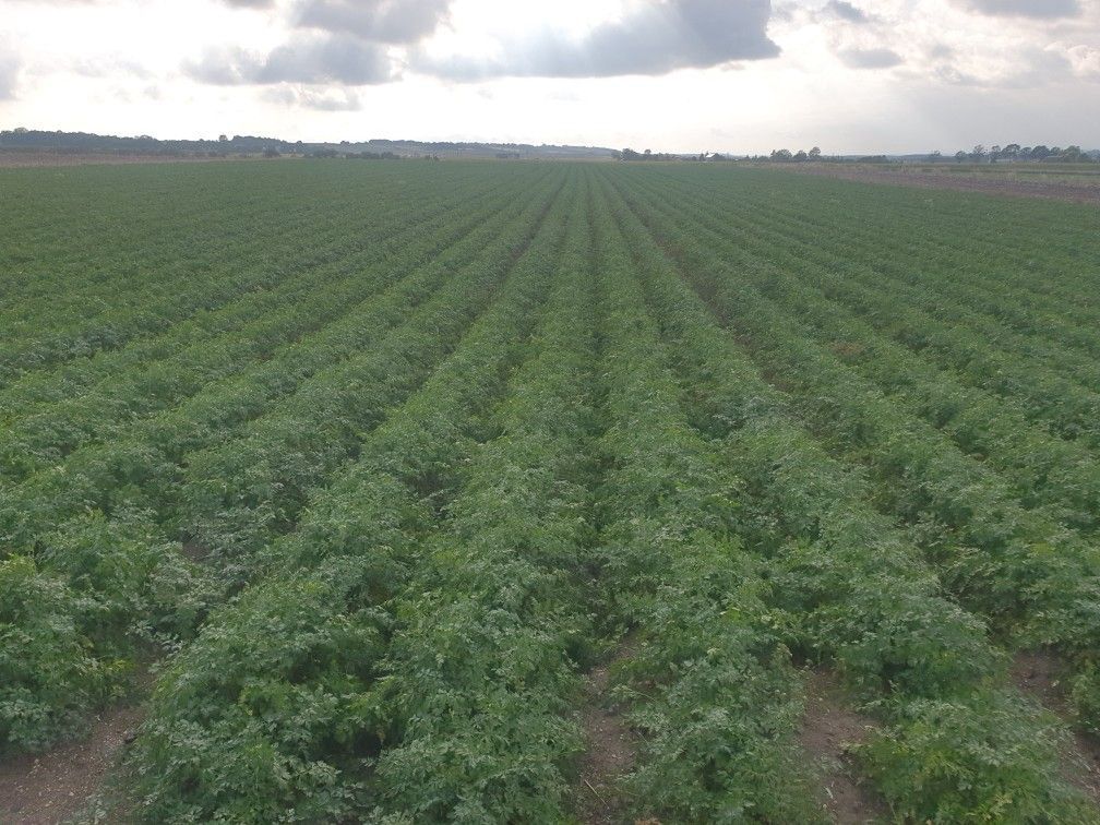 Pole Zbigniewa Chmielarskiego, na którym wyrosła nać pietruszki.