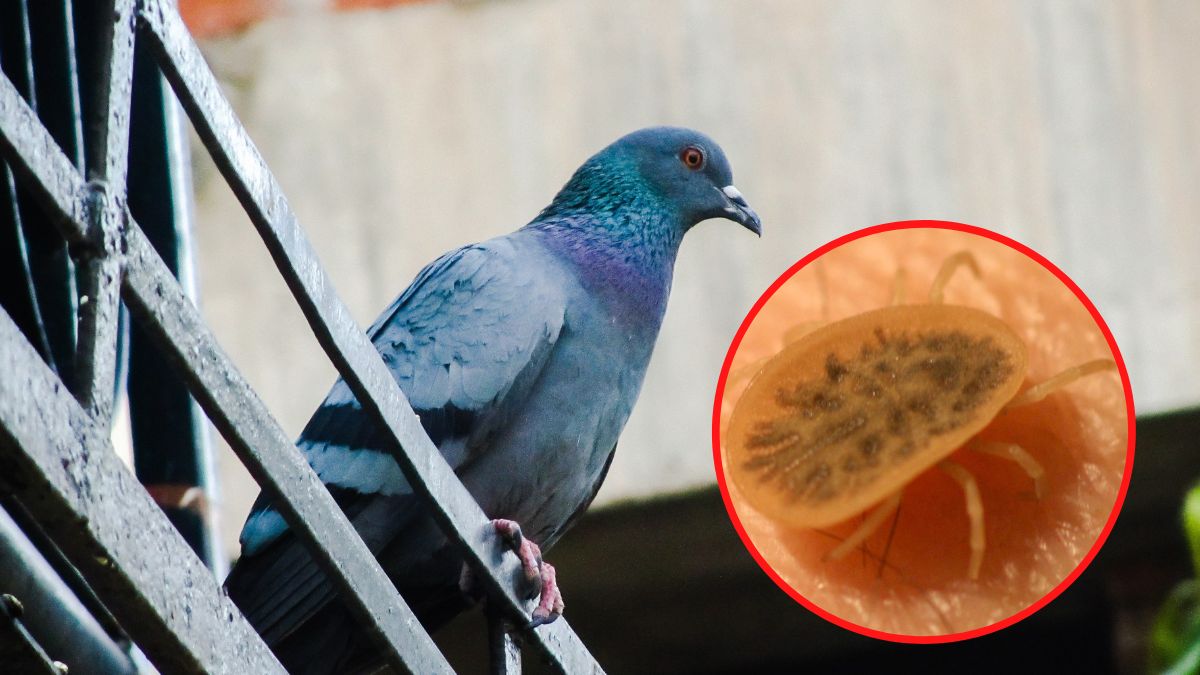 Groźny gatunek kleszcza. Możesz go spotkać na balkonie i na parapecie