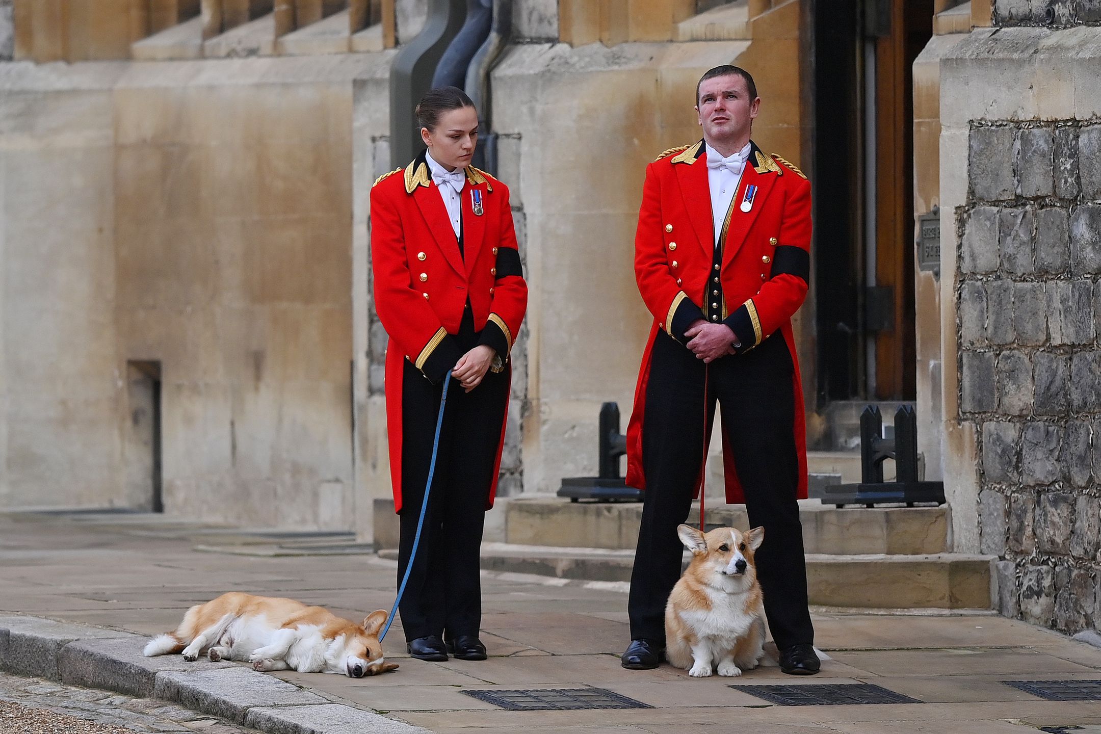 The Committal Service For Her Majesty Queen Elizabeth IIWINDSOR, ENGLAND - SEPTEMBER 19: Members of the Royal Household walking two of the royal Corgis on September 19, 2022 in Windsor, England. The committal service at St George's Chapel, Windsor Castle, took place following the state funeral at Westminster Abbey. A private burial in The King George VI Memorial Chapel followed. Queen Elizabeth II died at Balmoral Castle in Scotland on September 8, 2022, and is succeeded by her eldest son, King Charles III. (Photo by Justin Setterfield/Getty Images)Justin Setterfield