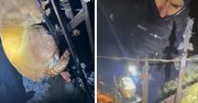 Głubczyce: Pies nadział się na płot. Uratowali go policjanci