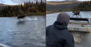 Biegł po wodzie, ważył tonę. Niesamowite nagranie z Alaski