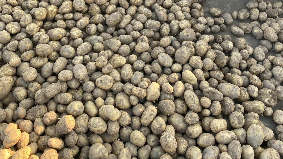 Wielkopolska Izba Rolnicza wzywa do kontroli pochodzenia ziemniaków 