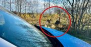 Egzotyczny widok w Unikowicach. Tego nikt się nie spodziewał