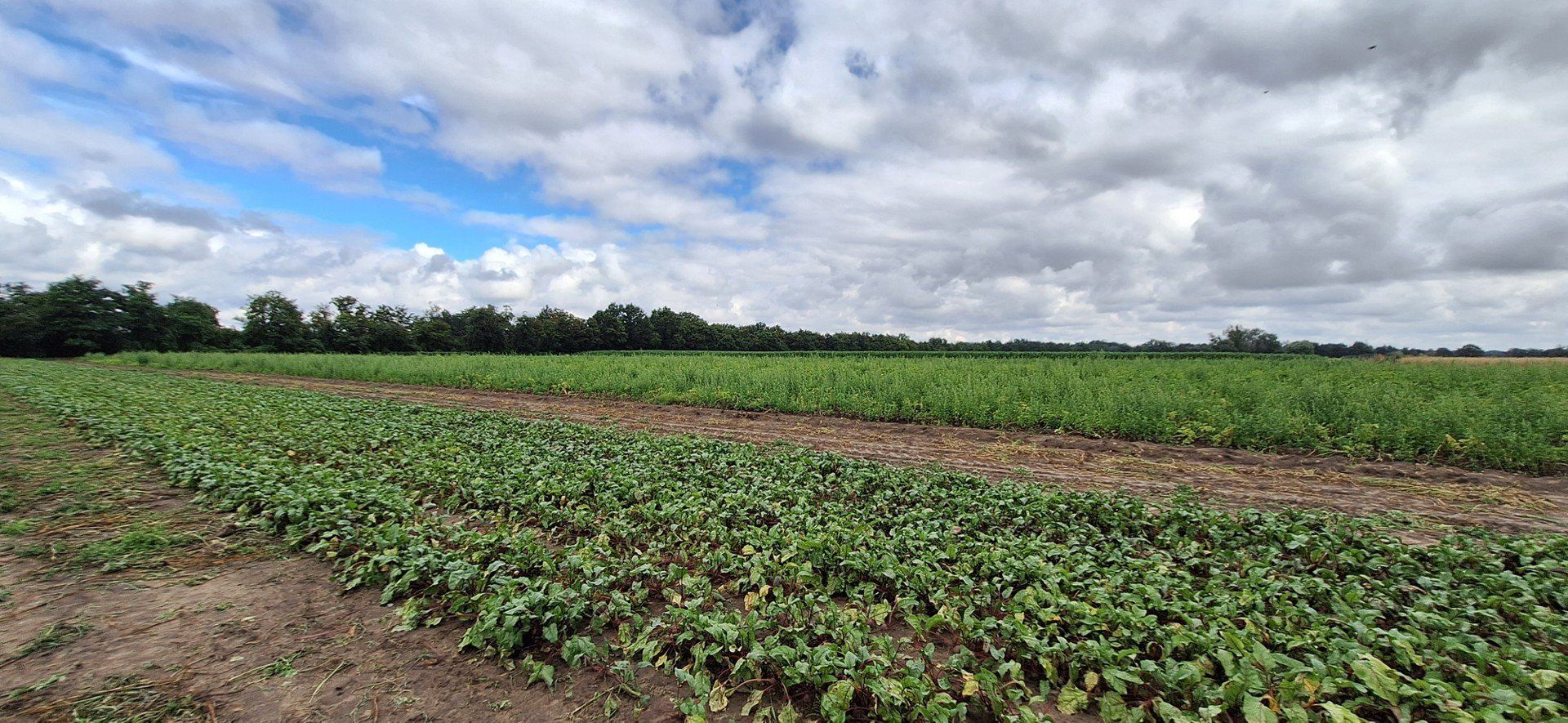 Miejska farma we Wrocławiu na Swojczycach powiększy się