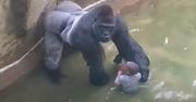 Mija 10 lat od zastrzelenia goryla Harambe. Dziwny wpis Białego Domu