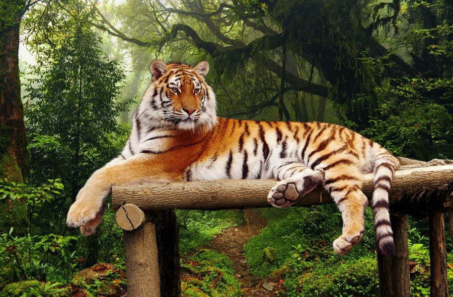 Tygrysy są zagrożone wyginięciem