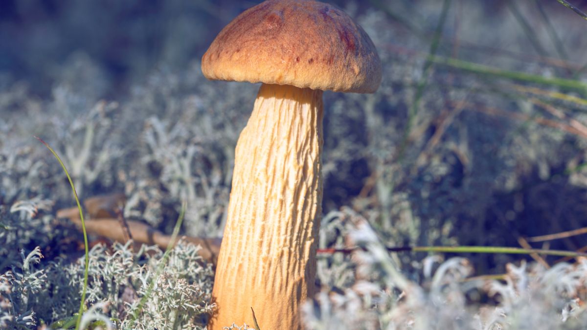 Złotoborowik wysmukły zwany borowikiem amerykańskim 