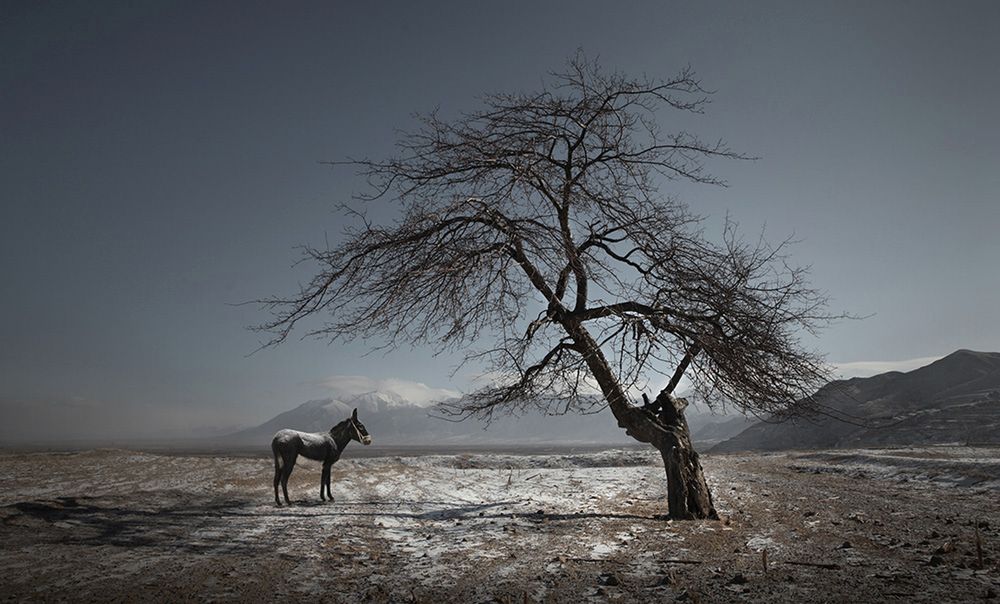 Oto zwycięzcy konkursu Sony World Photography Awards 2016 14