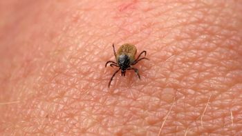 Przyniosłeś kleszcza? Sprawdź, jak długo może przetrwać na ubraniu