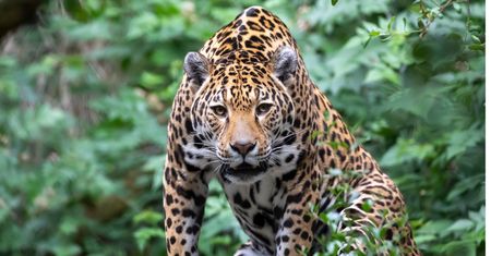 Jaguar ruszył przed siebie i pokonał 2122 km. Naukowcy nie widzieli wcześniej czegoś podobnego