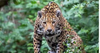 Jaguar ruszył przed siebie i pokonał 2122 km. Naukowcy nie widzieli wcześniej czegoś podobnego