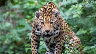 Jaguar ruszył przed siebie i pokonał 2122 km. Naukowcy nie widzieli wcześniej czegoś podobnego