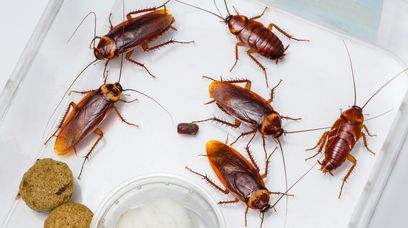 Inwazja zmutowanych karaluchów niemieckich. To nie scenariusz horroru