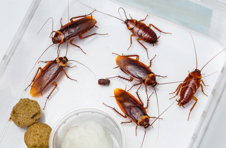 Rośnie populacja karaluchów w Hiszpanii