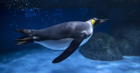 Linux 5.14-rc1 już dostępny do pobrania. To koniec starego IDE