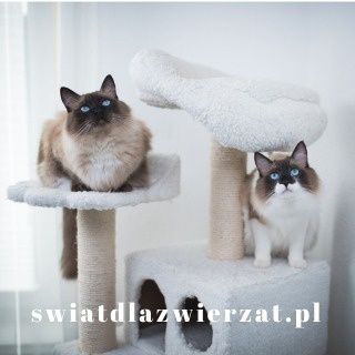 drapak dla dwóch kotów