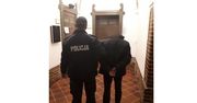 Wielkopolskie. Niecodzienne hobby. Policjanci zatrzymali włamywacza