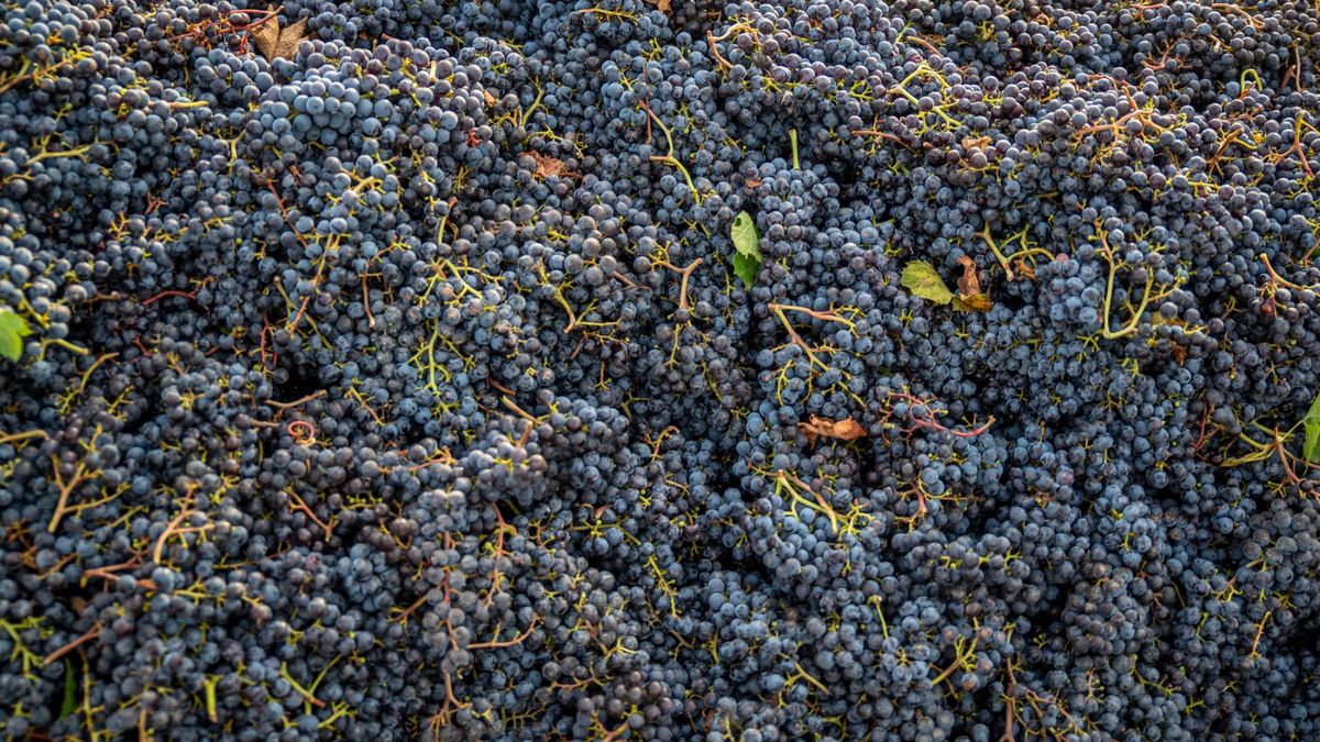 Dlaczego powinniśmy jeść winogrona codziennie?