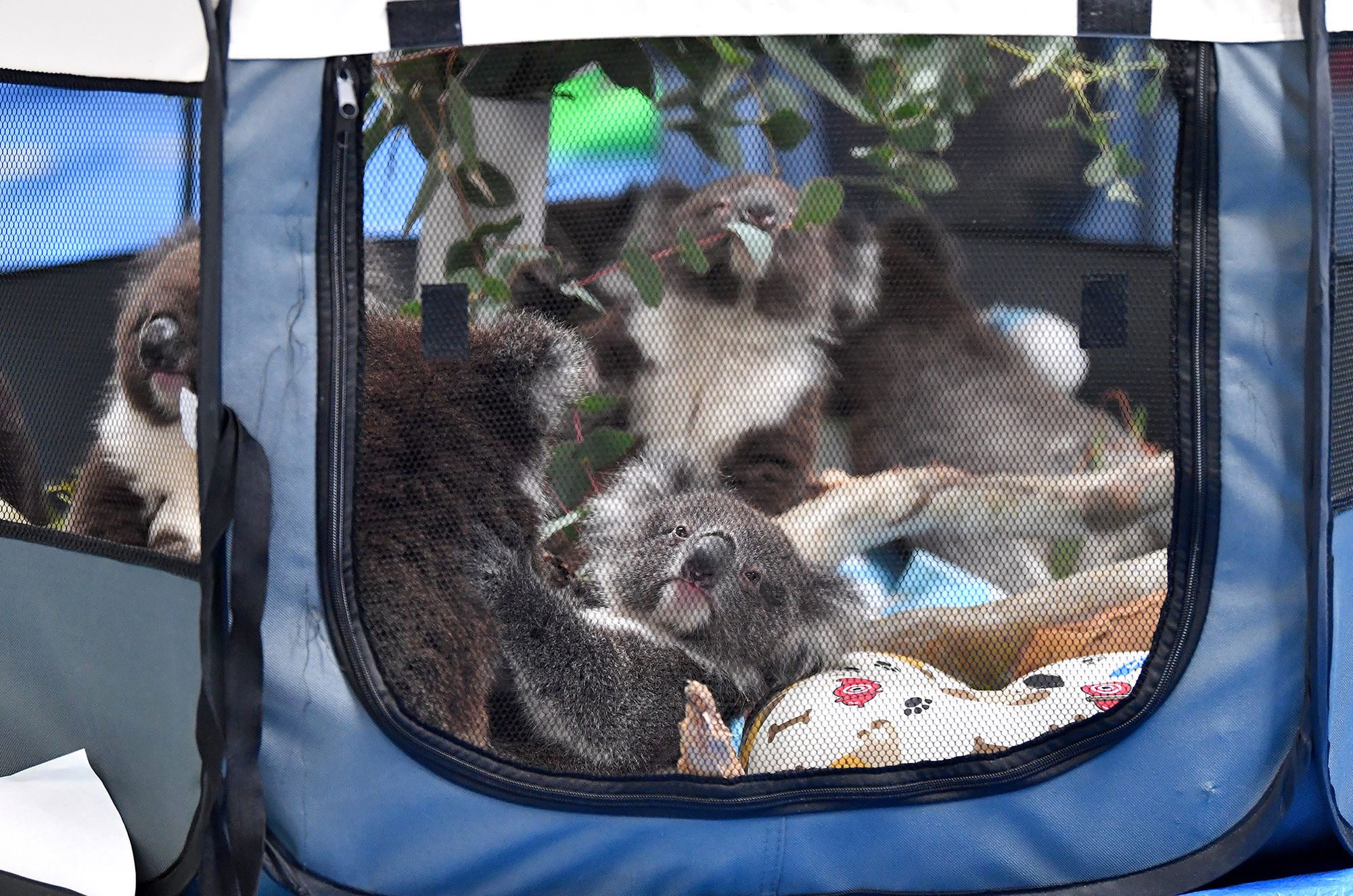 Koale uratowane z pożarów w Australii mają dobrą opiekę 5