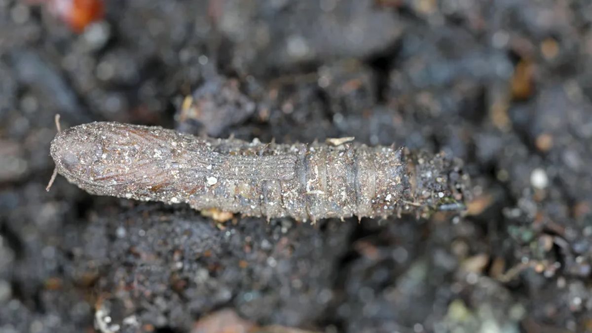 Jesienią mogą wchodzić do domów