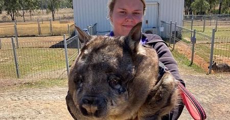 Gigant z Australii. Internauci nie dowierzają: "To w ogóle możliwe?!"