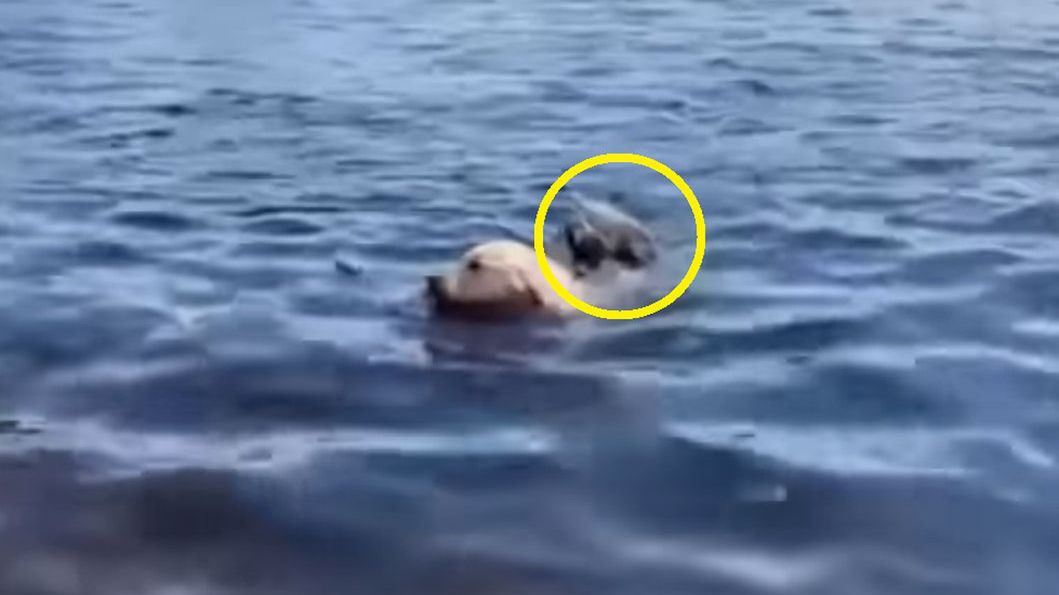 Pies uratował świstaka