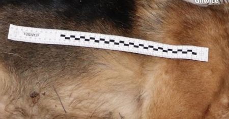 Pies umierał w męczarniach. Taki los zgotował mu kłusownik