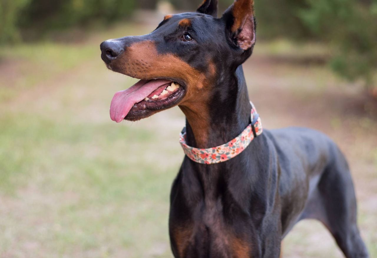 Kupili obronnego dobermana. Nie przypuszczali, co z niego wyrośnie