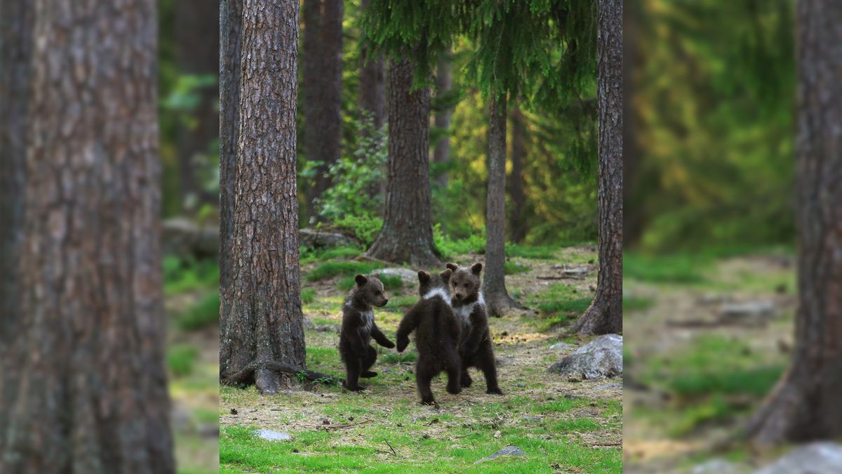 Fotograf ukrywał się w lesie i podglądał zabawy małych niedźwiadków 1