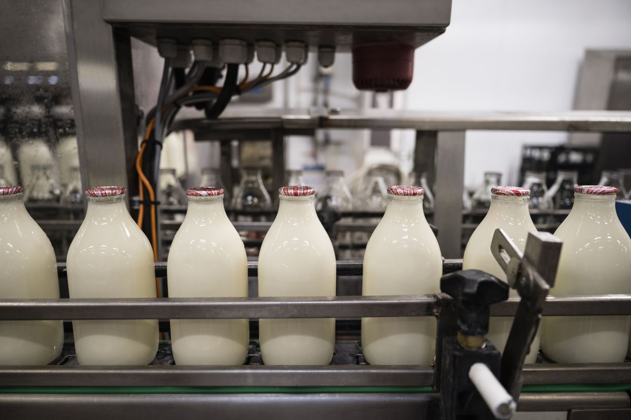 Mleko w skupie za 1,5 zł, a w markecie za 5 zł. Mleczarze stoją nad przepaścią