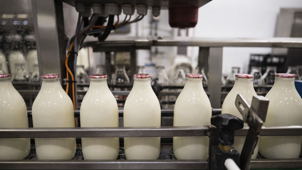 Milk in traditional glass bottles on factory conveyor belt
Close-up of beverage containers filled, capped, and moving in single file through automated assembly line. / Female Focus Collection
Johnny Greig