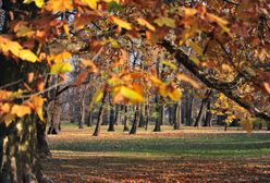Jaki będzie listopad? IMGW podaje konkretne temperatury