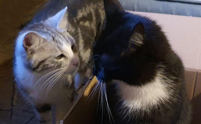 Wąchanie – kocie powitanie