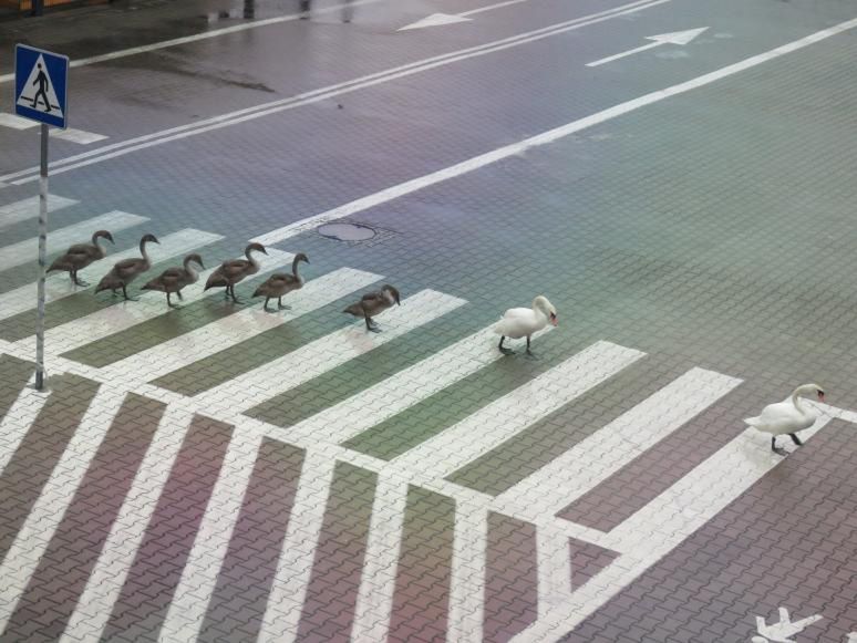 Wrocław. Łabądź, bądź bezpieczny na drodze. Ptasia rodzina pod opieką MPWiK