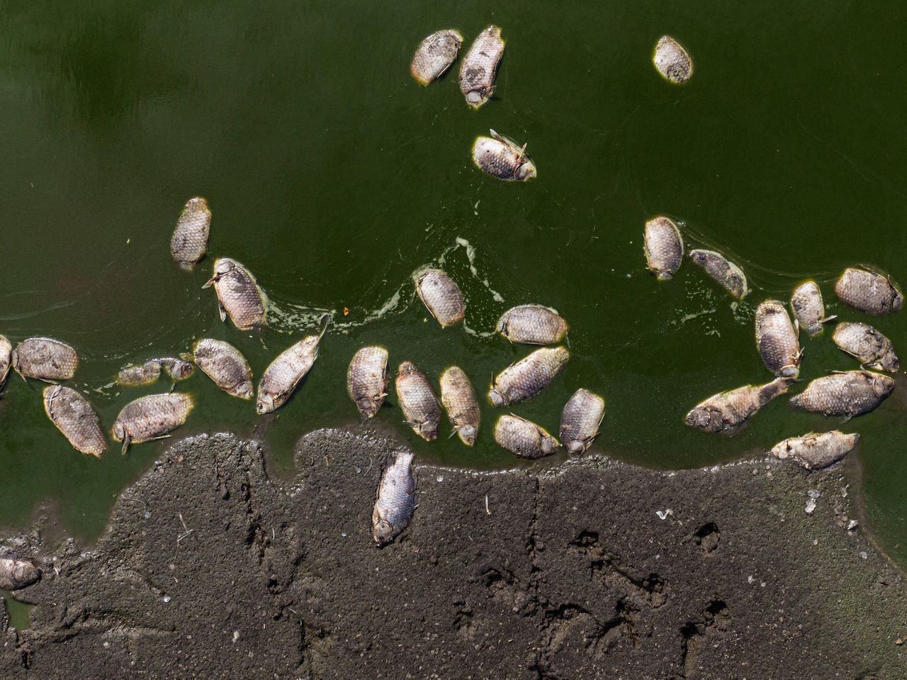 Martwe ryby w Kanale Gliwickim. Ogromne ilości