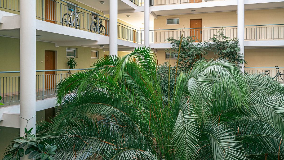 Palmy w bloku? Tak jest w Poznaniu.