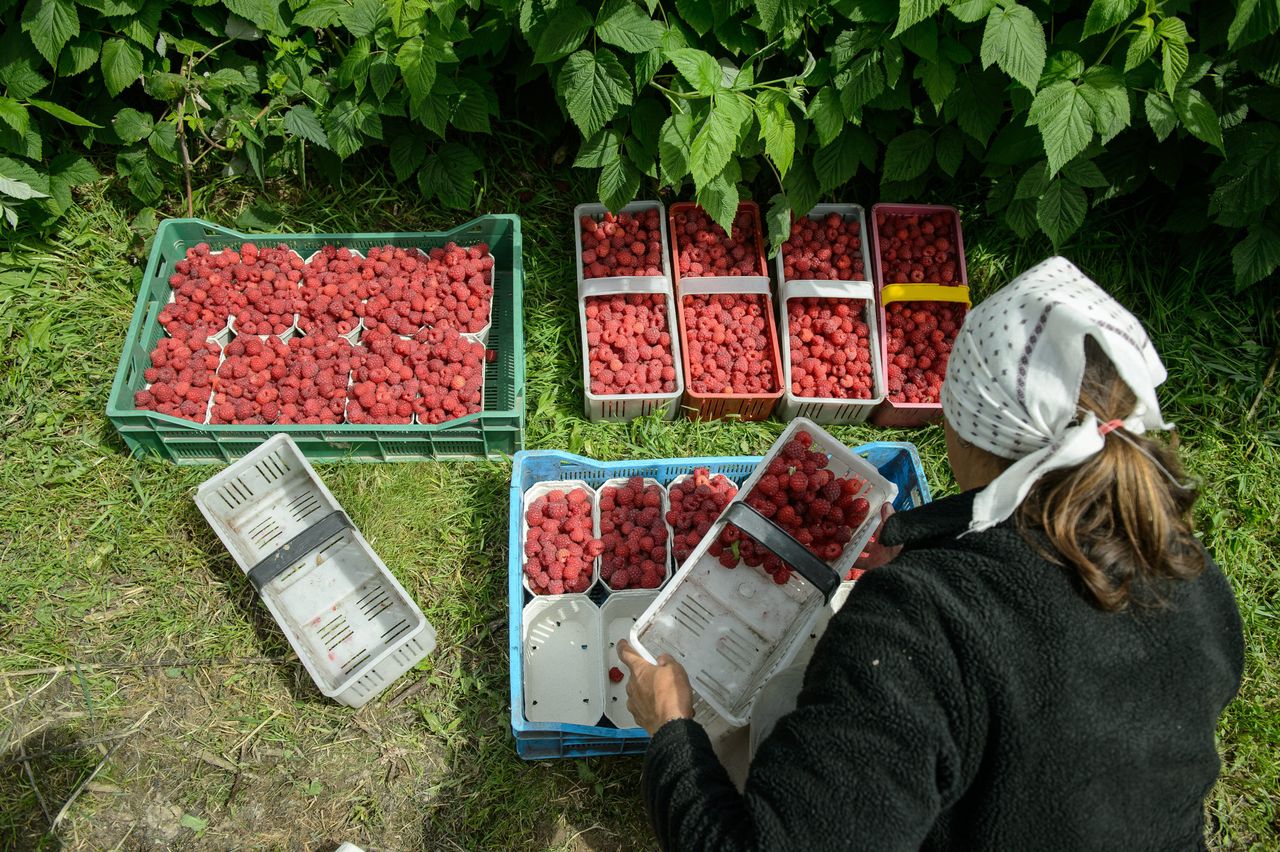 Ceny jak 20 lat temu. Producenci malin mają dość i szykują blokadę