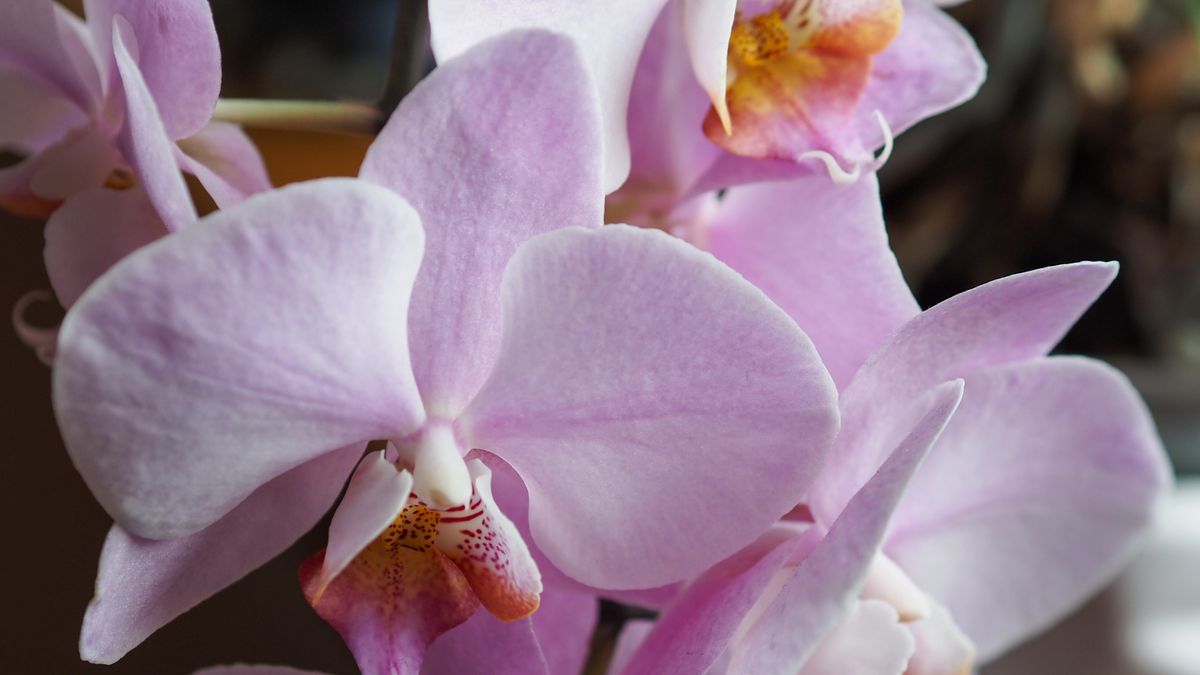 Podlej tym storczyki. Będą rosły jak szalone!