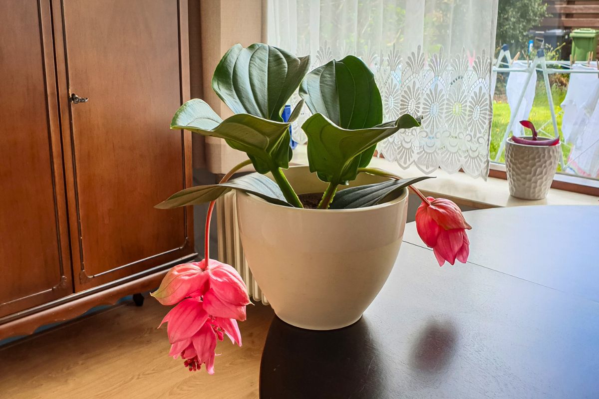 Medinilla nie nadaje się na roślinę domową 