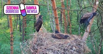 Pierwszy opuścił gniazdo. Nagranie leśników zachwyca