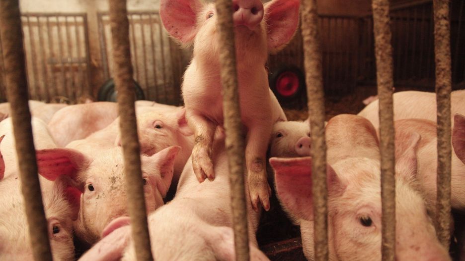 Eksperci wskazują, że co piąty producent wieprzowiny w naszym kraju uważa protesty sąsiadów za największą przeszkodę w inwestowaniu w rozwój gospodarstwa.