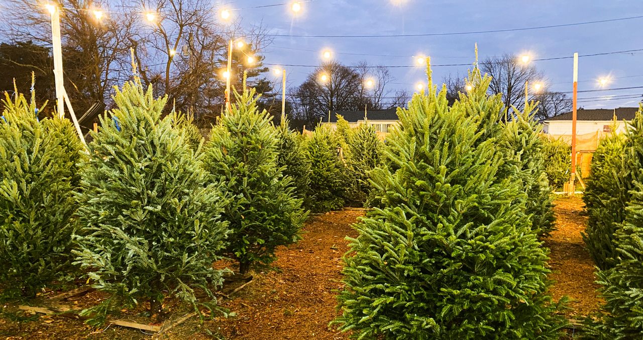 Ile w tym roku zapłacimy za choinkę? Są już oferty cenowe