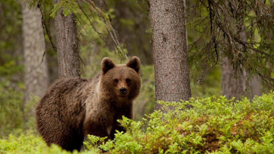 Reporter baza 2020-06-a11.06.2015 Finlandia , Tajga , okolice kola podbiegunowego . Biale noce w czerwcu to najlepszy czas na fotografowanie niedzwiedzi n/z Niedzwiedz brunatny ( Ursus arctos )   Fot: Adrian Slazok/REPORTERAdrian Slazok/REPORTER