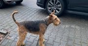 Pozostawienie psa pod sklepem: czy grozi za to mandat?
