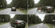 Bytów: Weekend na drogach: uciekający jeleń, promile i stłuczki