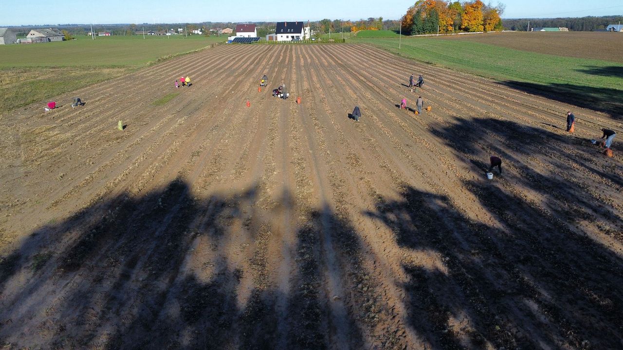 Tylko 30 gr za kilogram. Rolnik zaprasza na samozbiory