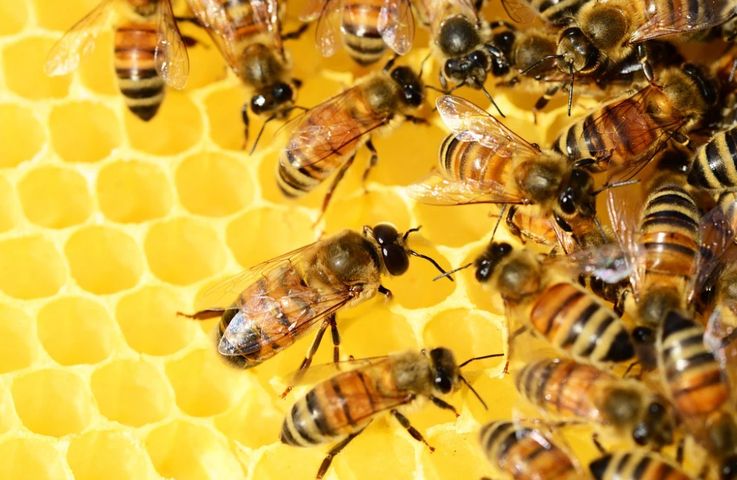 Pszczoły wykorzystują sacharazę do hydrolizy sacharozy. Robią to po to, by wytworzyć miód z nektaru. 