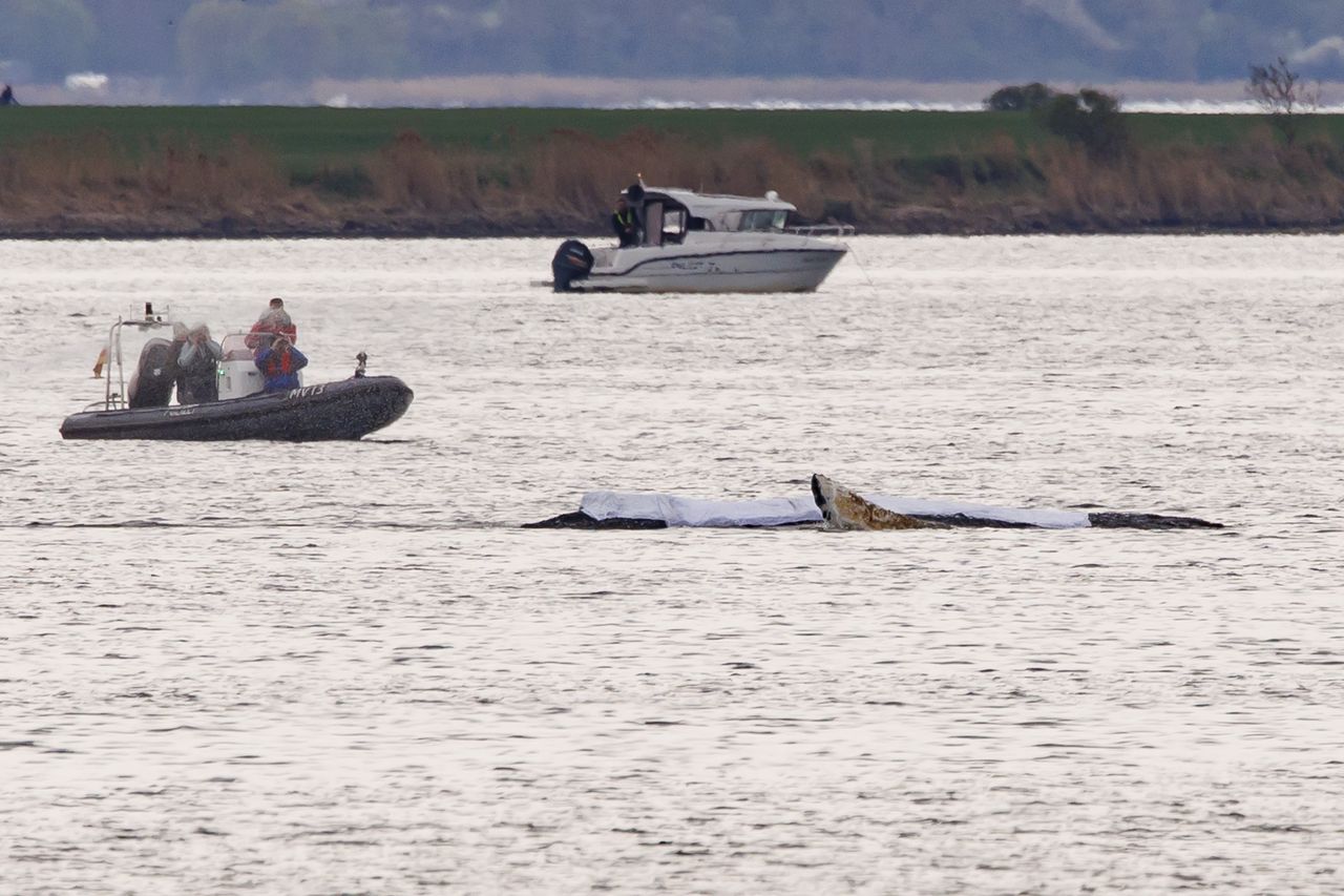 Niemcy ratują Timmy'ego na Bałtyku. Kluczowy dzień