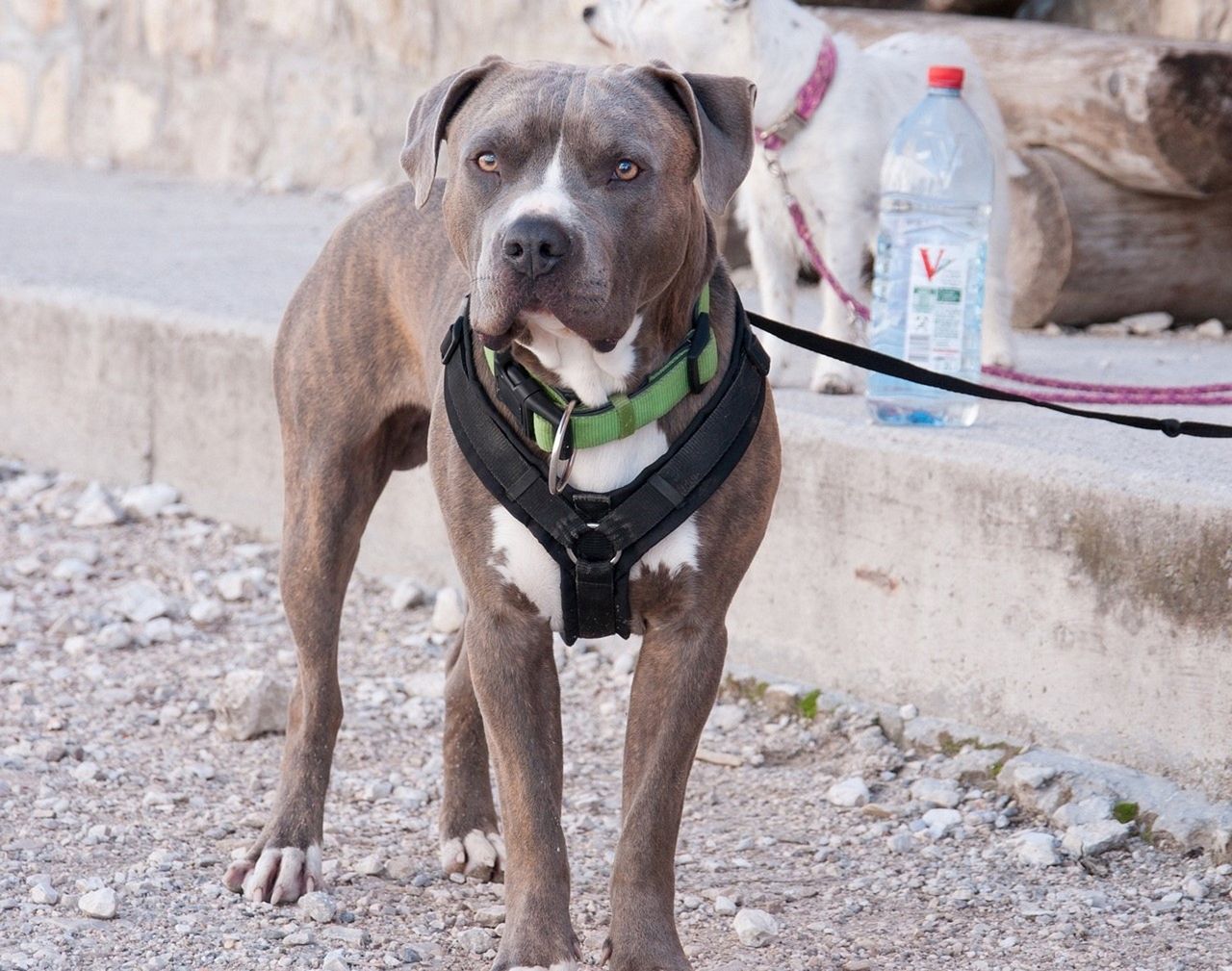 Pies ugryzł 6-letnią dziewczynkę. Tak się tłumaczył właściciel czworonoga